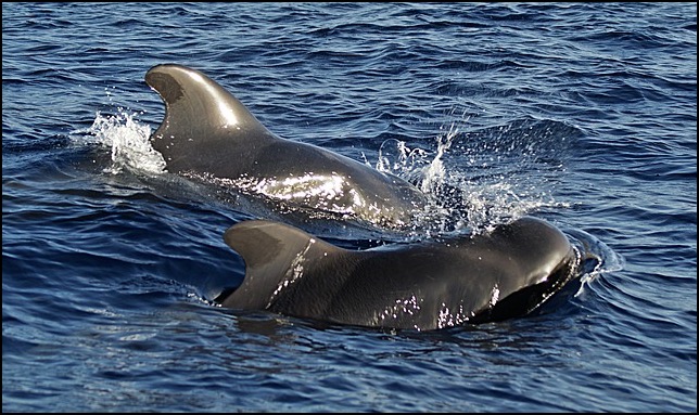 2 pilot whales